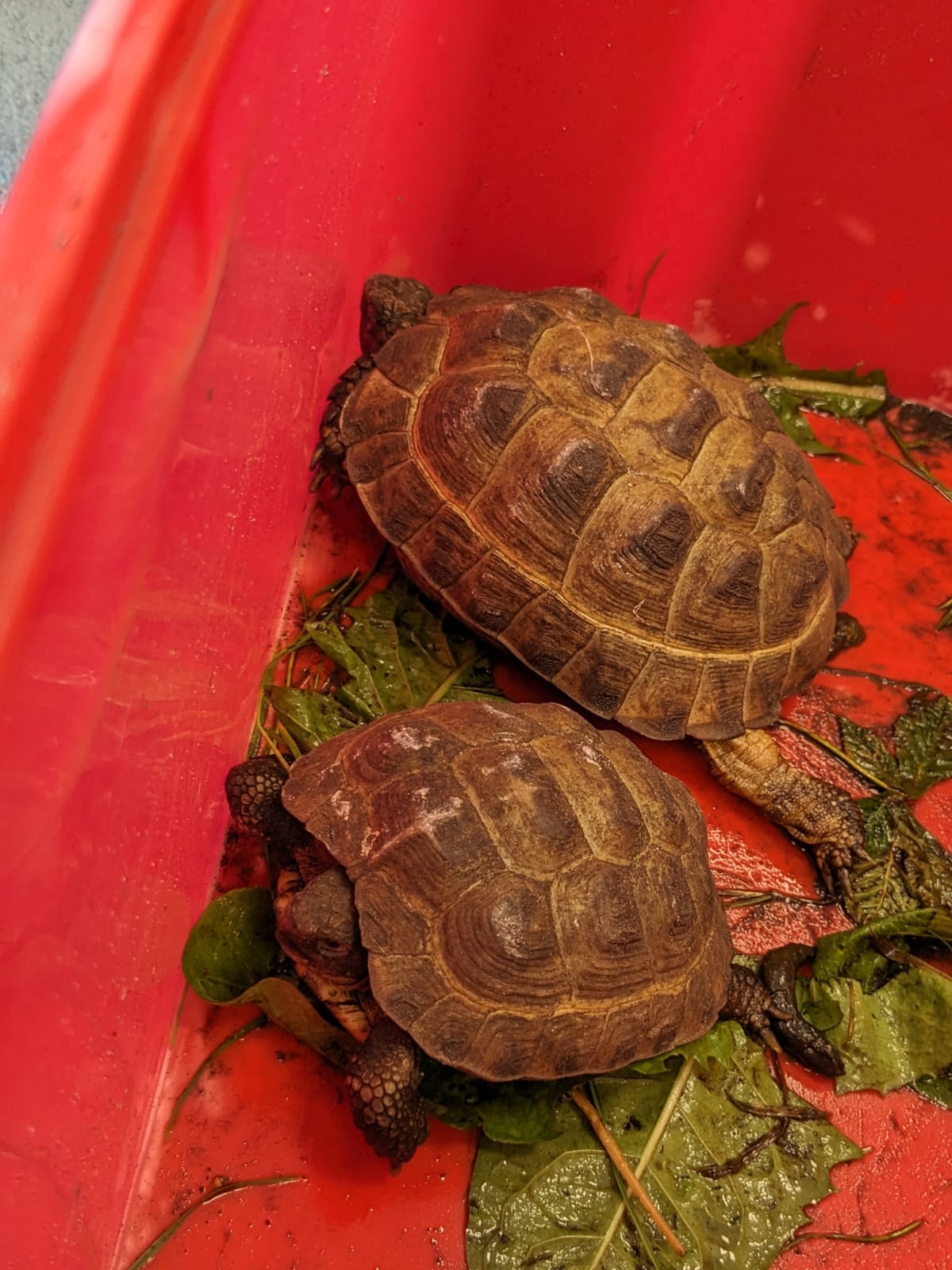 Zu unseren Highlighttagen hatten wir im Zwergenland tierischen Besuch. Unsere Kollegin Deike brachte ihre Hündin Bella mit. Krippenmama Jana hat uns ihre Küken gezeigt. Und Krippenopa Maik war mit seinen Landschildkröten in der Einrichtung. Die Kinder und wir haben uns sehr über die Besuche gefreut.