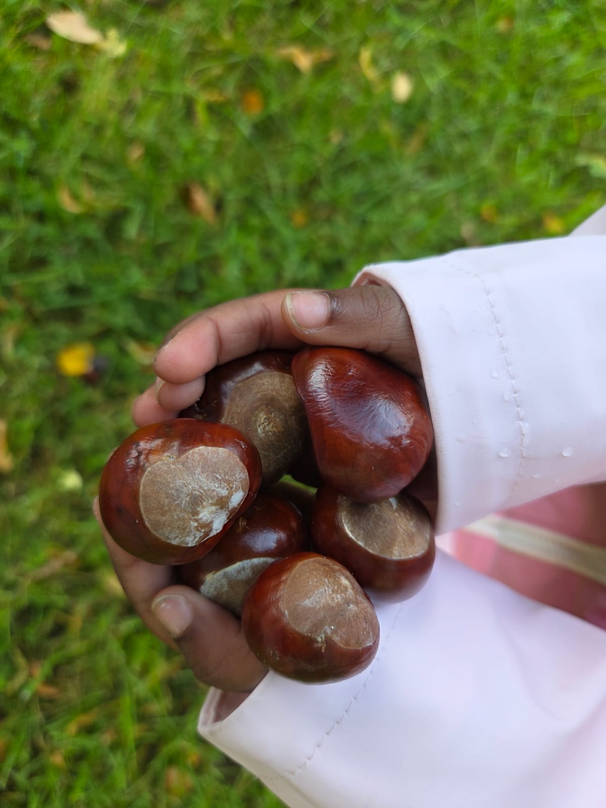 Im Zwergenland genießen wir gerade die gemütliche und spannende Herbstzeit. Es werden Laternen gebastelt, Lieder gesungen, Spaziergänge gemacht, Spiele gespielt und ganz viele kreative Angebote umgesetzt. Am 7.11. findet unser gemeinsames Laternenfest statt.